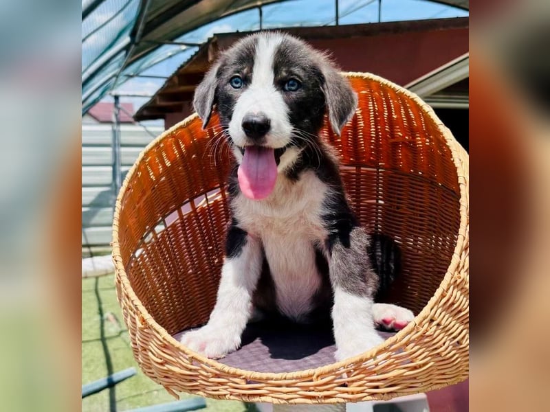 Kleiner Herzenshund Figo sucht seine Familie