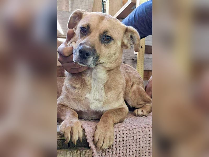 Lisa – sanfte Hündin mit großem Herzen