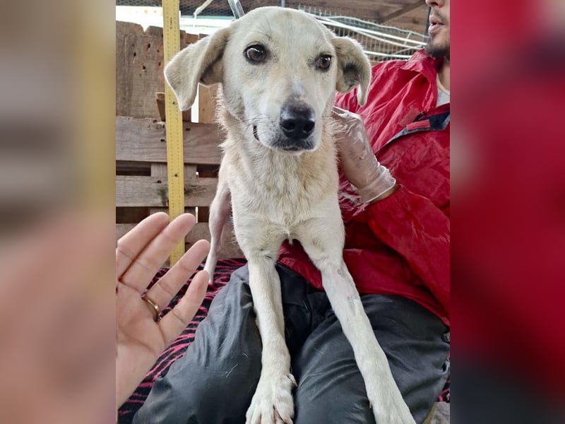 Nala – zierliche, sanfte Hündin sucht erfahrenes Zuhause