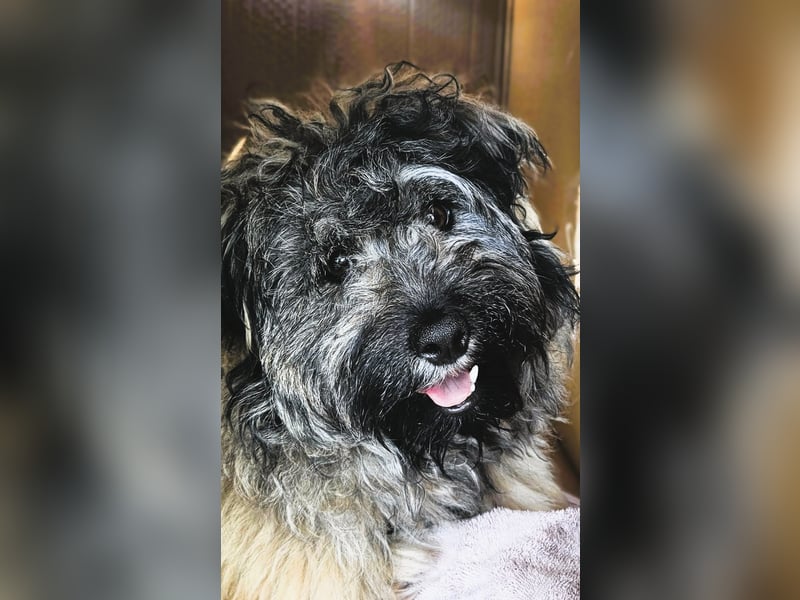 Coco (ehem. Joy) – fröhliche Junghündin sucht aktive Menschen