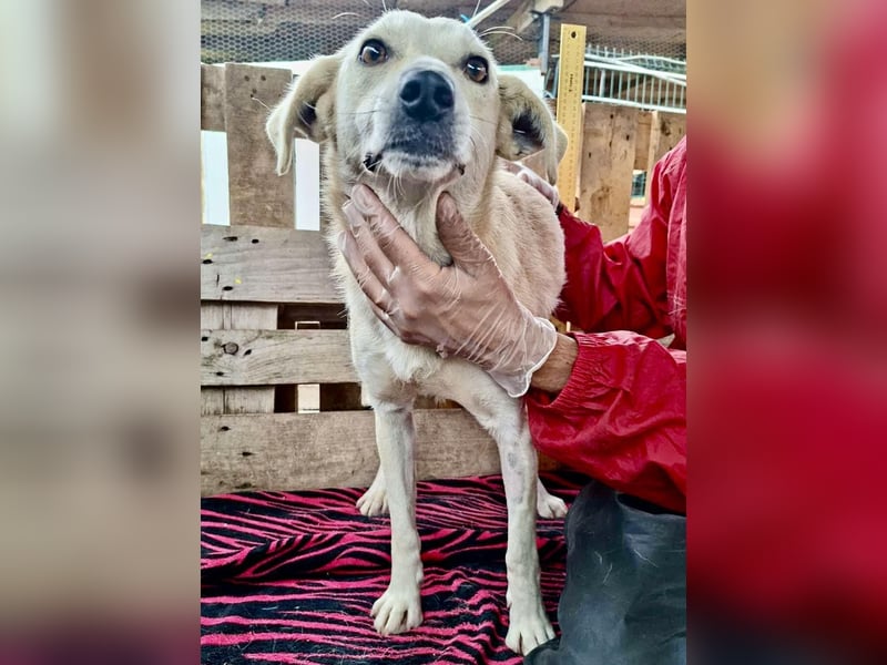 Nala – zierliche, sanfte Hündin sucht erfahrenes Zuhause