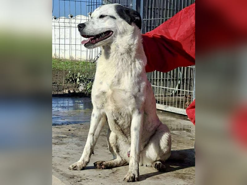 Tonio – fröhlicher Junghund mit großem Herzen