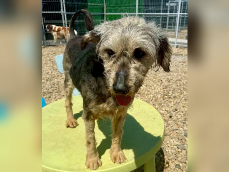 Candy – sanfte Schmusemaus sucht ihr Happy End