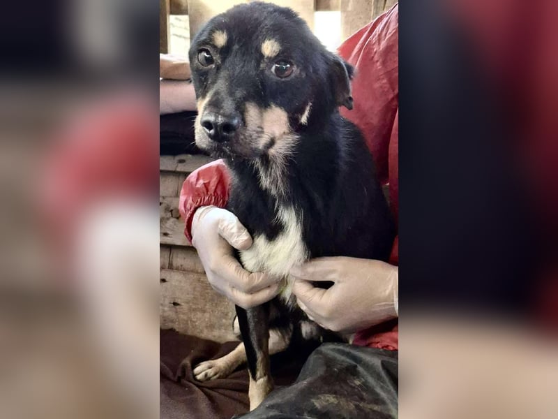 Zierlicher Junghund Frizzi – Rettung aus der Hölle