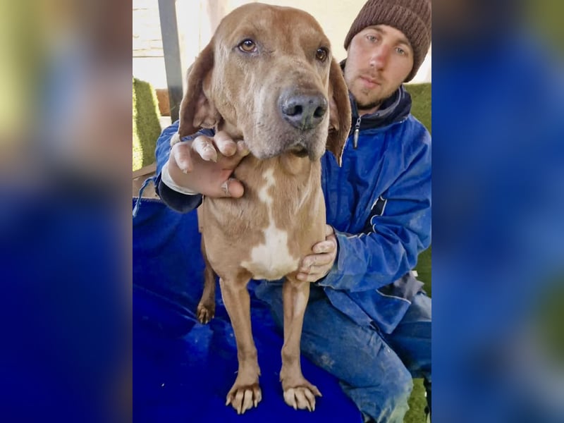 Benji.... Traumhund auf 4 Pfoten