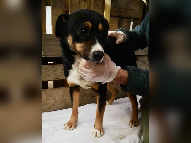 Franjo sucht warmes & liebevolles Zuhause