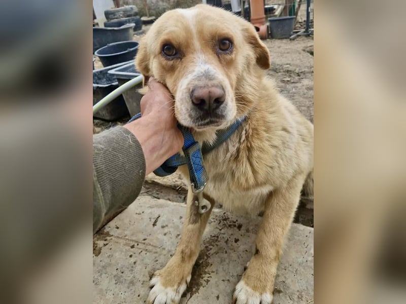 Hugo sucht ein liebevolles Zuhause mit Geduld und Geborgenheit