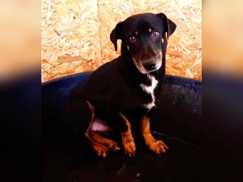 Pelle sucht geduldige und verständnisvolle Menschen