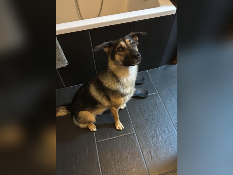 Unsichere Luna sucht erfahrenes Zuhause