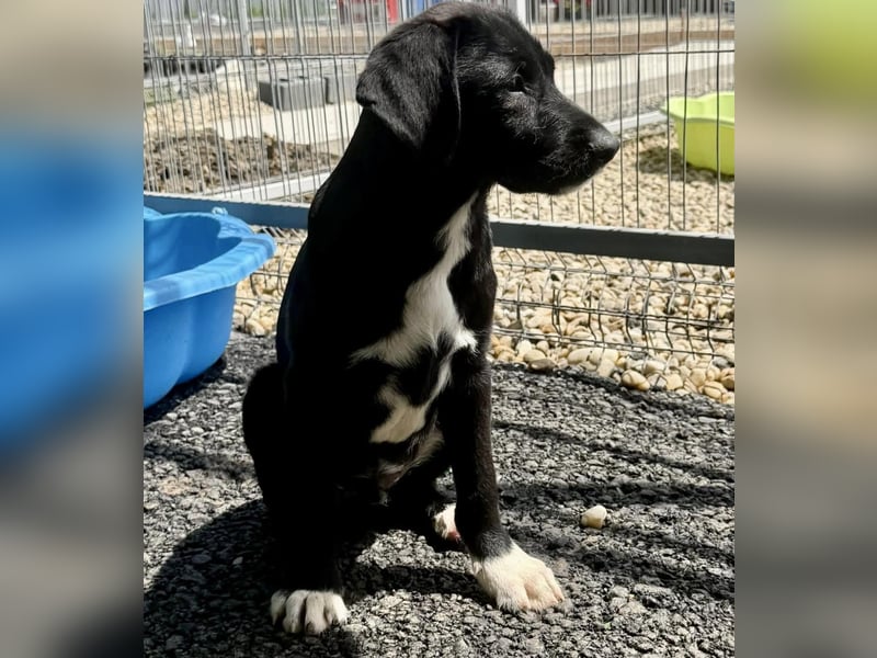 Cupcake – kleiner Glückspilz sucht seine Familie