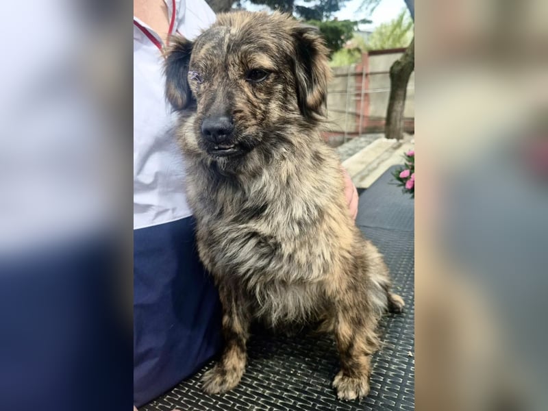 Ronja – kleine Kämpferin sucht ihr Happy End