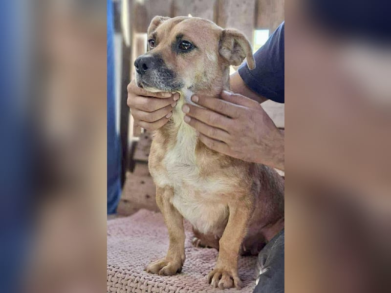 Lisa – sanfte Hündin mit großem Herzen