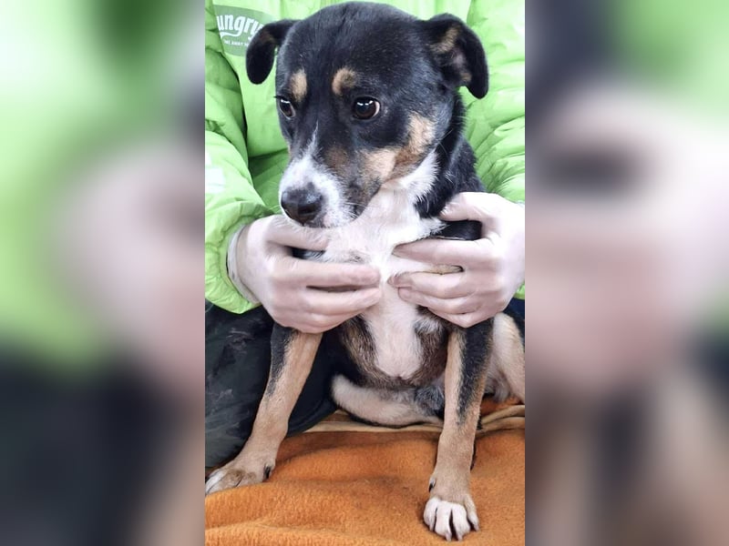  FRANJO – TREUHERZIGER SCHMUSER MIT FEINEM WESEN 