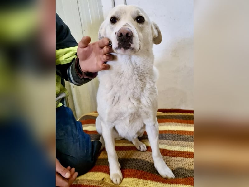 Dankbare, sanfte Blanche