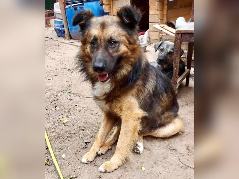 Mimo liebt Menschen und andere Hunde