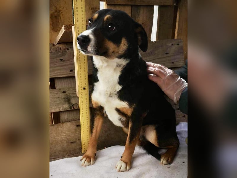 Franjo sucht warmes & liebevolles Zuhause