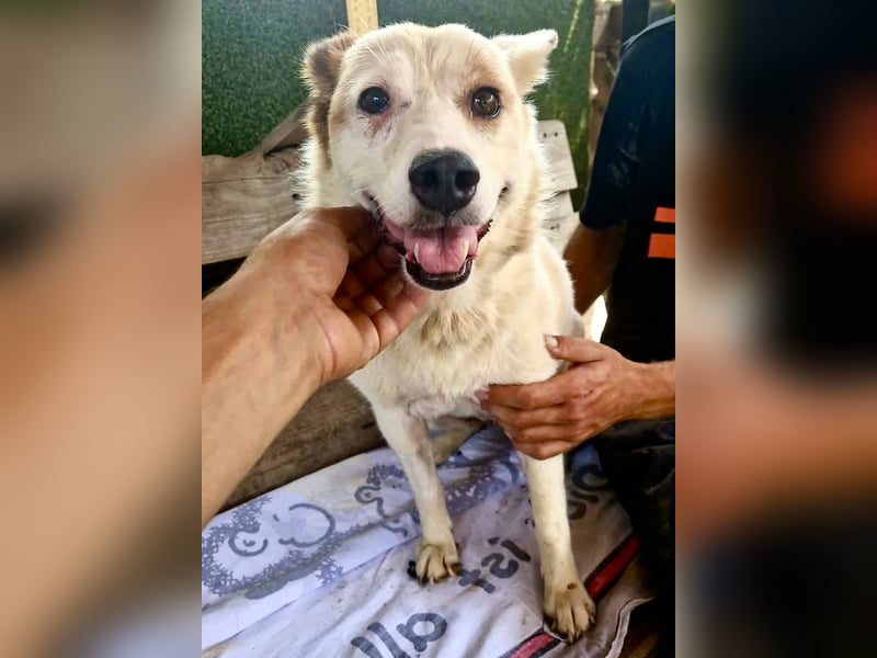 Tschigsy, sanfte Seniorin sucht ihre Familie