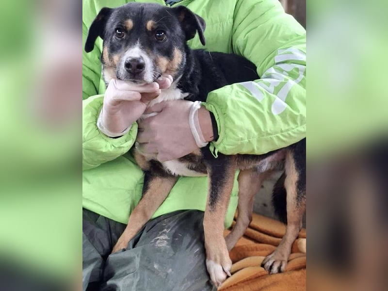  FRANJO – TREUHERZIGER SCHMUSER MIT FEINEM WESEN 