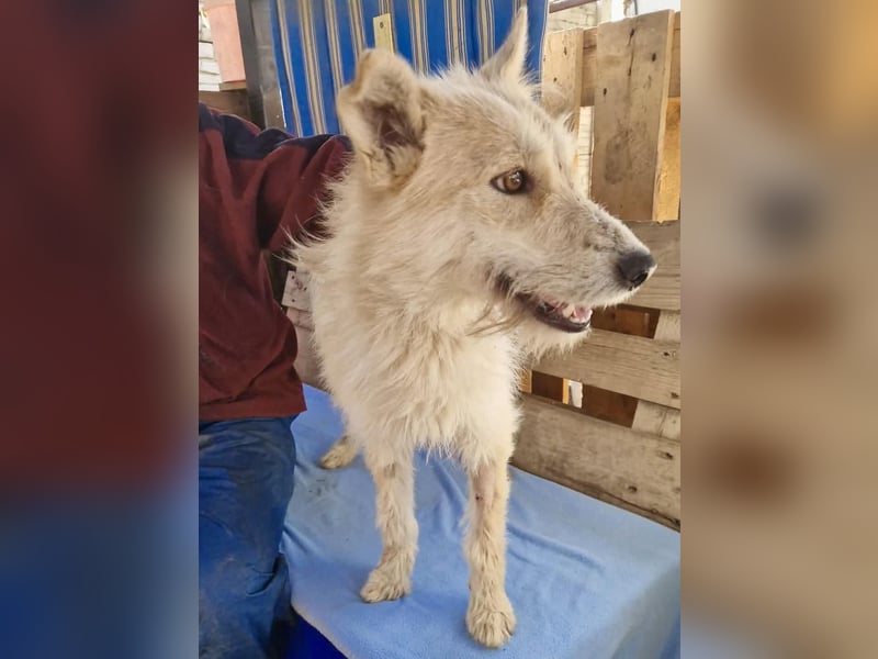 Mara, Schönheit mit zweifarbigem Blick