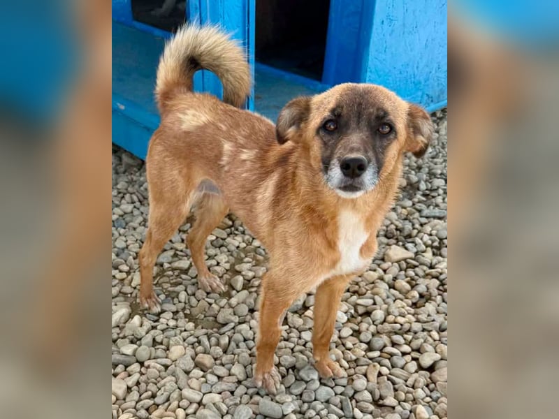 Sanfte Karla sucht ein liebevolles Zuhause