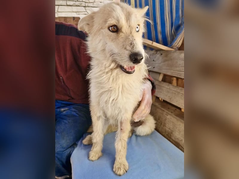 Mara, Schönheit mit zweifarbigem Blick