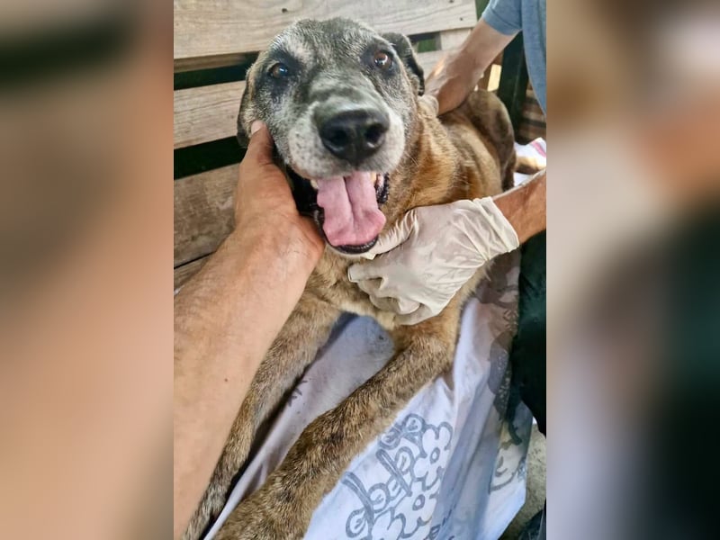 Cody, bitte lass das Shelter nicht seine Endstation sein...