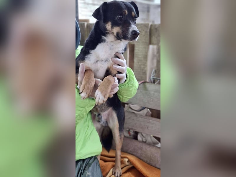  FRANJO – TREUHERZIGER SCHMUSER MIT FEINEM WESEN 