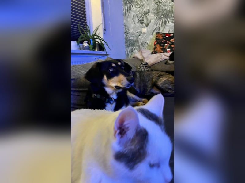 Fröhliches Hundemädchen Juna sucht ihre Menschen