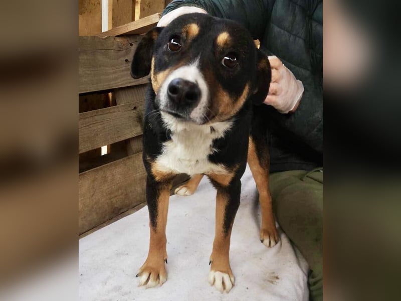 Franjo sucht warmes & liebevolles Zuhause