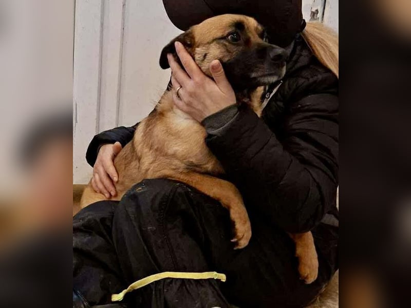 Arko  sensibler Rüde sucht ruhigen Neuanfang