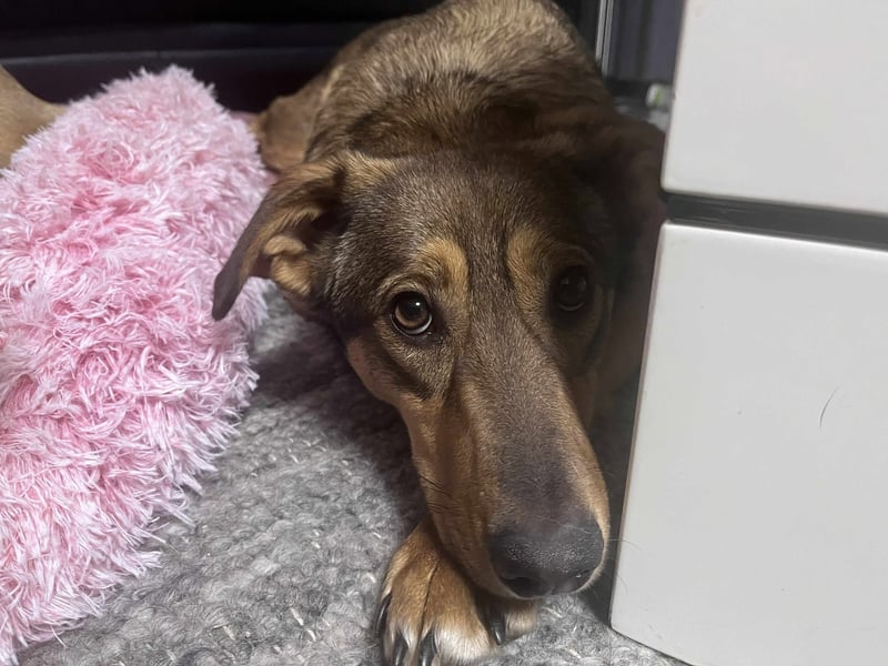 Sanfte Seele Jessy sucht ihr Für-immer-Zuhause