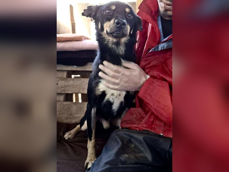 Zierlicher Junghund Frizzi – Rettung aus der Hölle