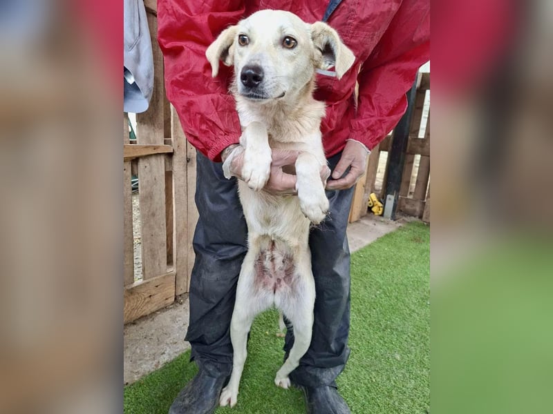 Nala – zierliche, sanfte Hündin sucht erfahrenes Zuhause