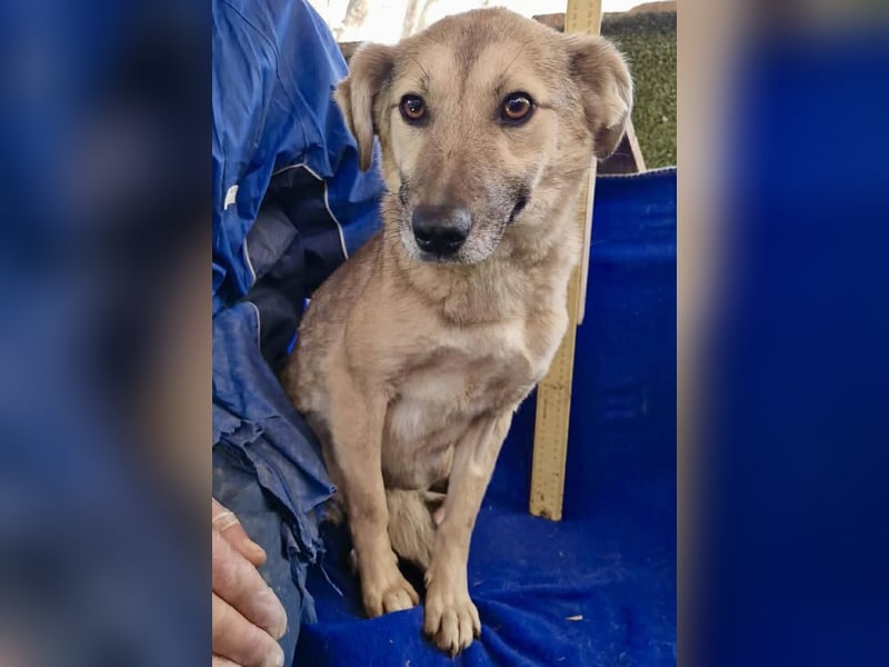 Zierliche Junghündin Dana