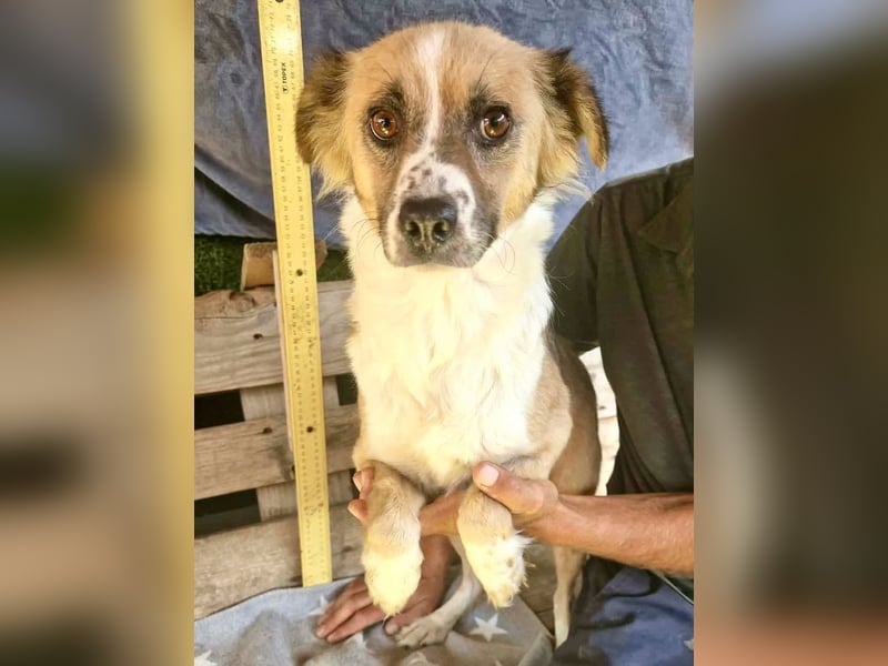 Romy, sanfte Schmusemaus sucht ihre Familie