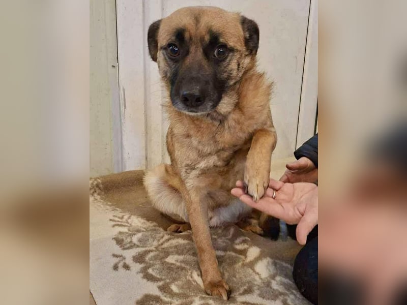 Arko  sensibler Rüde sucht ruhigen Neuanfang