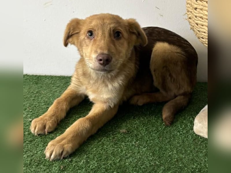 Bildhübsches Welpenmädchen Lumi