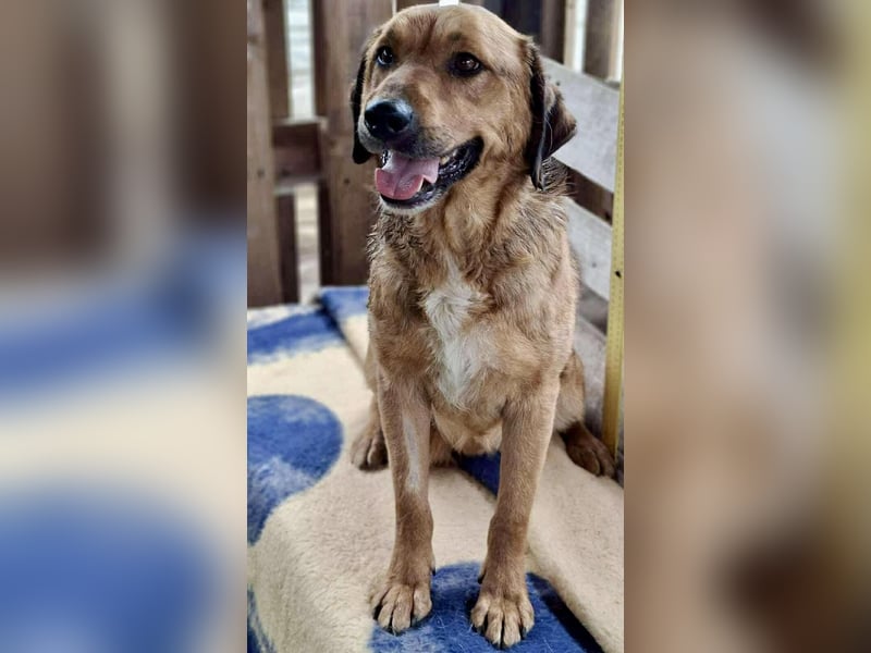 Freundlicher, ruhiger Kiran