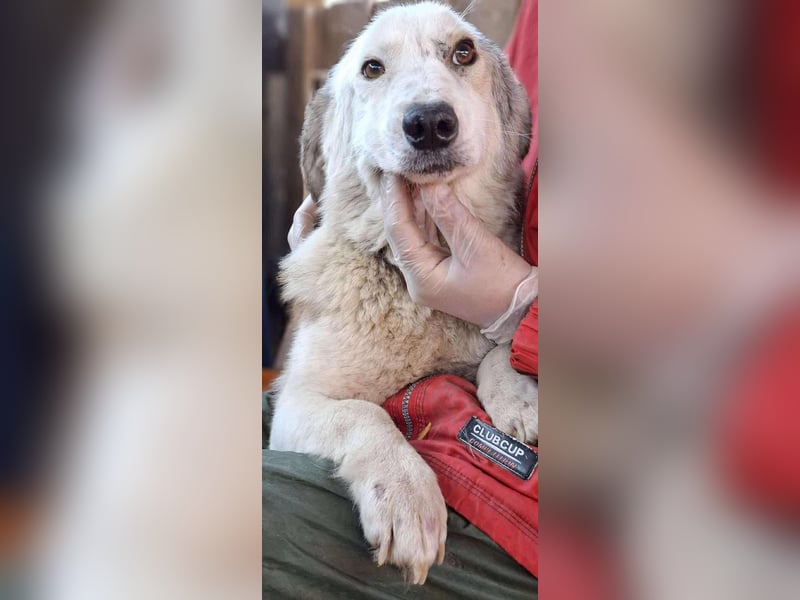 Vorsichtiger Junghund Frodo sucht ein geduldiges Zuhause