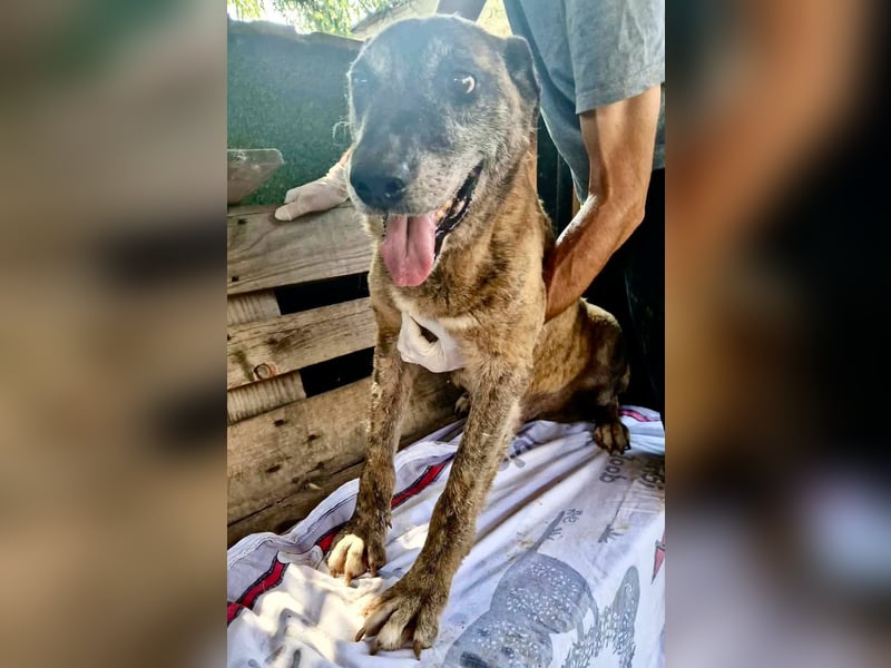 Cody, bitte lass das Shelter nicht seine Endstation sein...