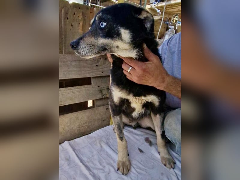 Verschmuster und verträglicher Moritz verlor sein Herrchen