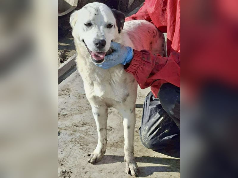 Tonio – fröhlicher Junghund mit großem Herzen