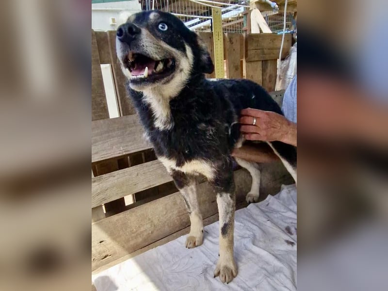 Verschmuster und verträglicher Moritz verlor sein Herrchen