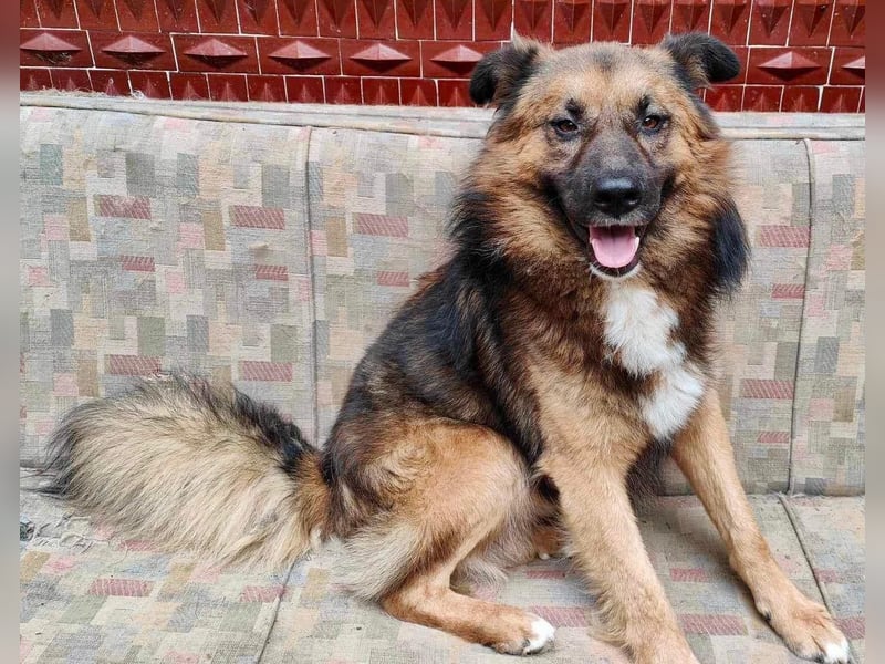 Mimo liebt Menschen und andere Hunde