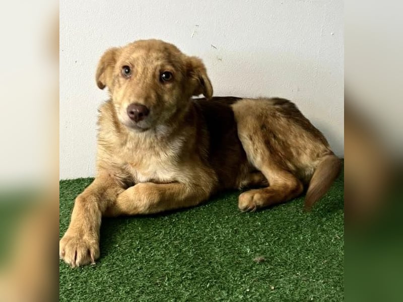 Bildhübsches Welpenmädchen Lumi