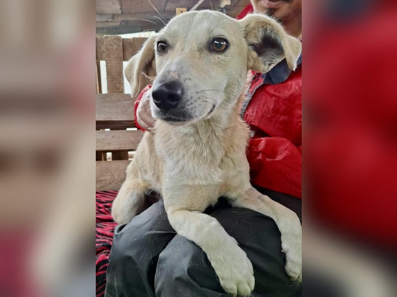 Nala – zierliche, sanfte Hündin sucht erfahrenes Zuhause