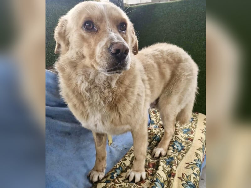 Trauriger Hugo sucht seine Familie