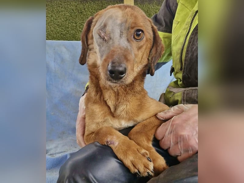 Tapfere Poppy sucht ihr Glück