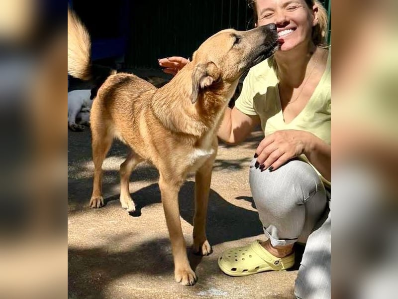 Katzenfreundlicher, lebensfroher Junghund Loyd