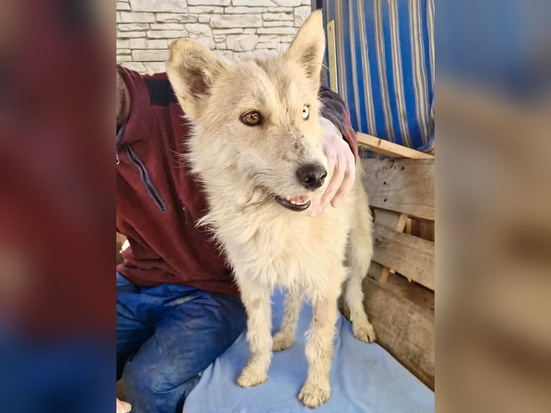 Mara, Schönheit mit zweifarbigem Blick